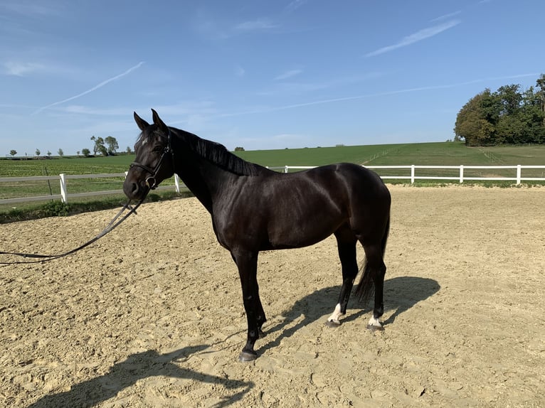 Sportivo Tedesco / Sportivo della Germania Giumenta 11 Anni 162 cm Baio nero in Neuenstein