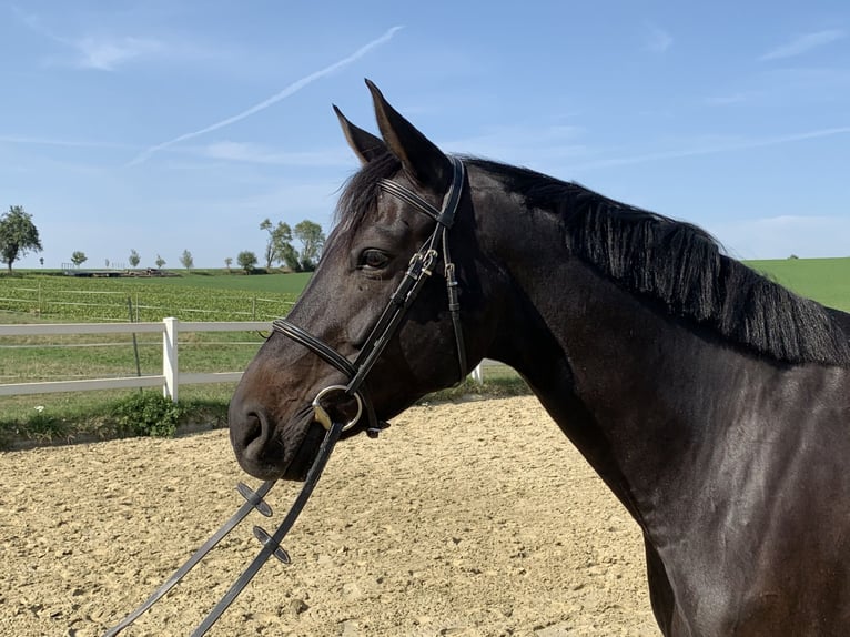 Sportivo Tedesco / Sportivo della Germania Giumenta 11 Anni 162 cm Baio nero in Neuenstein