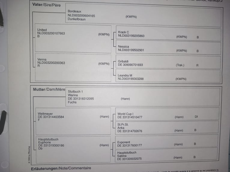 Sportivo Tedesco / Sportivo della Germania Giumenta 11 Anni 162 cm Morello in Rehlingen