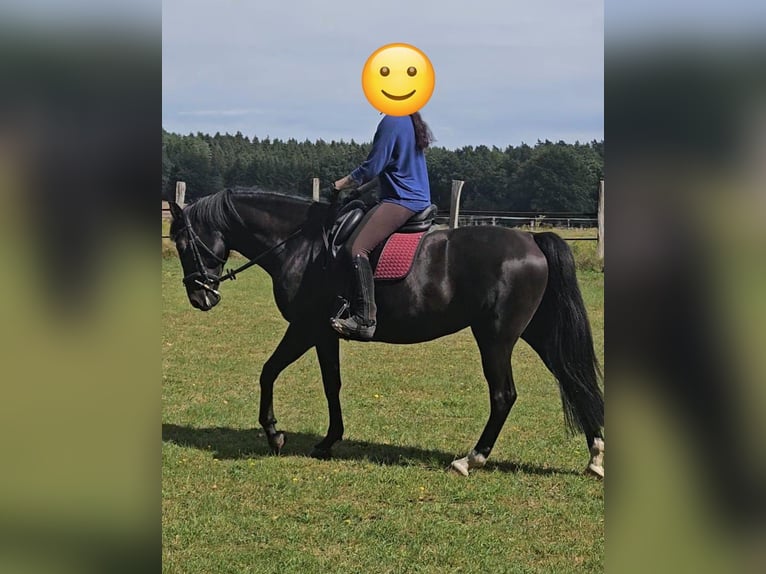 Sportivo Tedesco / Sportivo della Germania Giumenta 11 Anni 162 cm Morello in Rehlingen