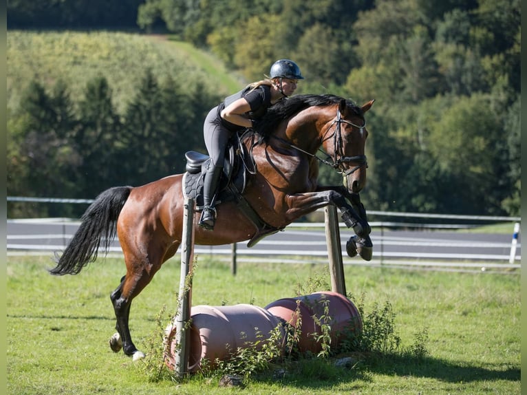 Sportivo Tedesco / Sportivo della Germania Giumenta 11 Anni 163 cm Baio in Büdingen
