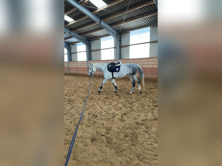 Sportivo Tedesco / Sportivo della Germania Giumenta 11 Anni 164 cm Grigio pezzato in Harzgerode