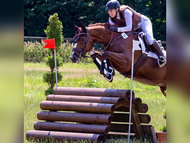 Sportivo Tedesco / Sportivo della Germania Giumenta 11 Anni 164 cm Sauro in Didderse