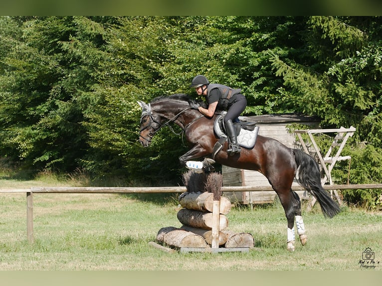 Sportivo Tedesco / Sportivo della Germania Giumenta 11 Anni 165 cm Baio scuro in Dischingen