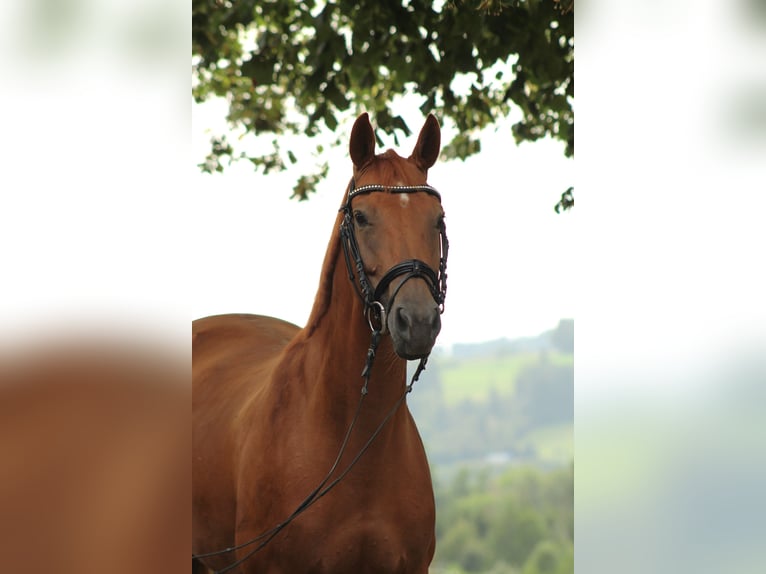 Sportivo Tedesco / Sportivo della Germania Giumenta 11 Anni 165 cm Sauro in Amtzell