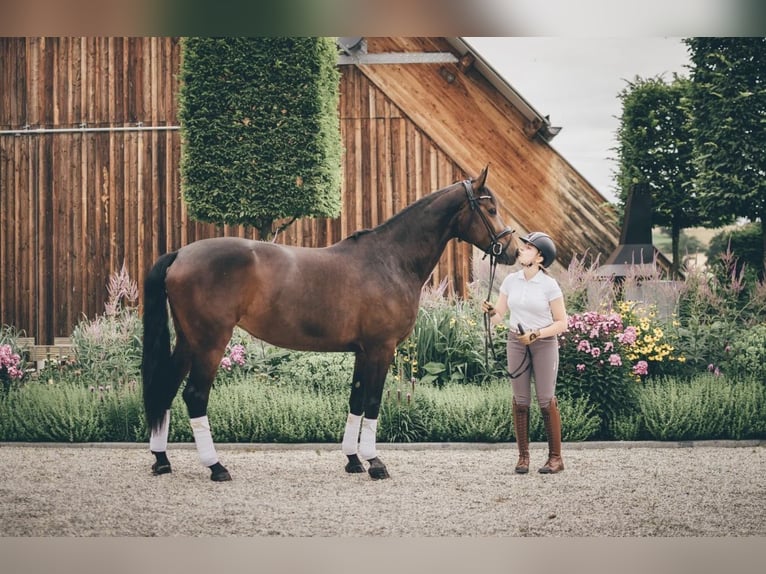 Sportivo Tedesco / Sportivo della Germania Giumenta 11 Anni 167 cm Baio scuro in Mengkofen