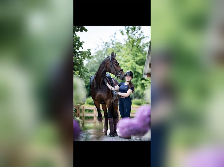 Sportivo Tedesco / Sportivo della Germania Giumenta 11 Anni 167 cm Baio scuro in Mengkofen