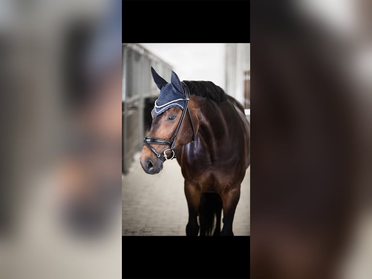 Sportivo Tedesco / Sportivo della Germania Giumenta 11 Anni 167 cm Baio scuro in Mengkofen