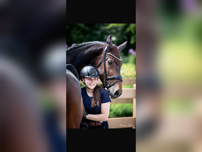 Sportivo Tedesco / Sportivo della Germania Giumenta 11 Anni 167 cm Baio scuro in Mengkofen