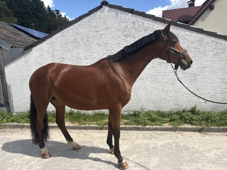 Sportivo Tedesco / Sportivo della Germania Giumenta 11 Anni 168 cm Baio in Horgau
