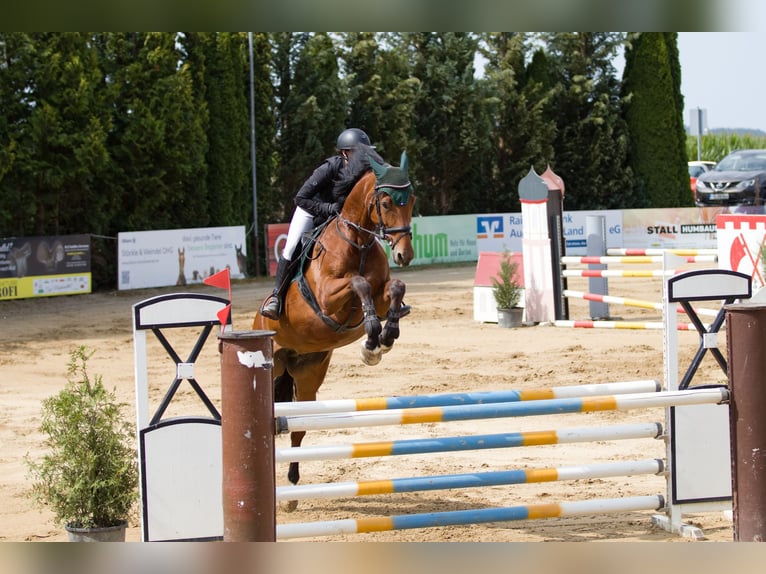 Sportivo Tedesco / Sportivo della Germania Giumenta 11 Anni 168 cm Baio in Horgau
