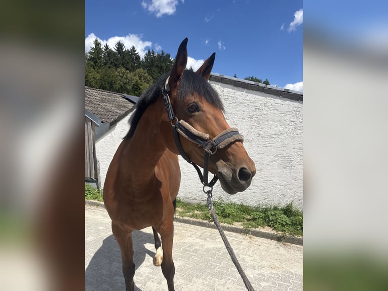Sportivo Tedesco / Sportivo della Germania Giumenta 11 Anni 168 cm Baio in Horgau