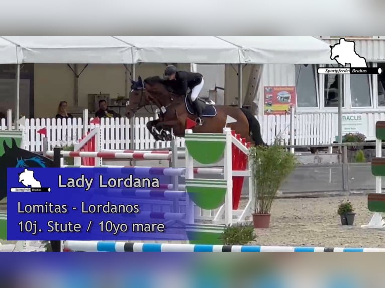 Sportivo Tedesco / Sportivo della Germania Giumenta 11 Anni 168 cm Baio in Gadow