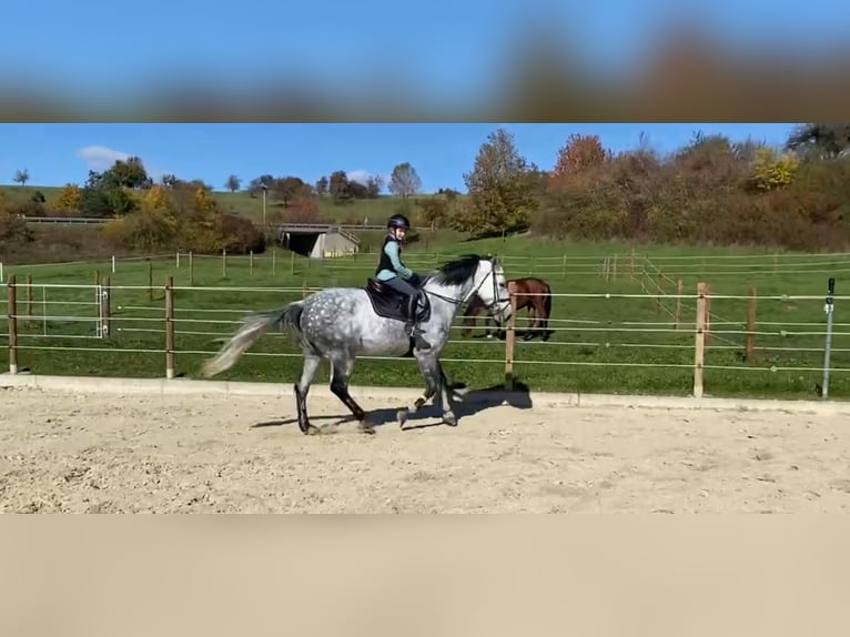 Sportivo Tedesco / Sportivo della Germania Giumenta 11 Anni 170 cm Grigio pezzato in Bisingen
