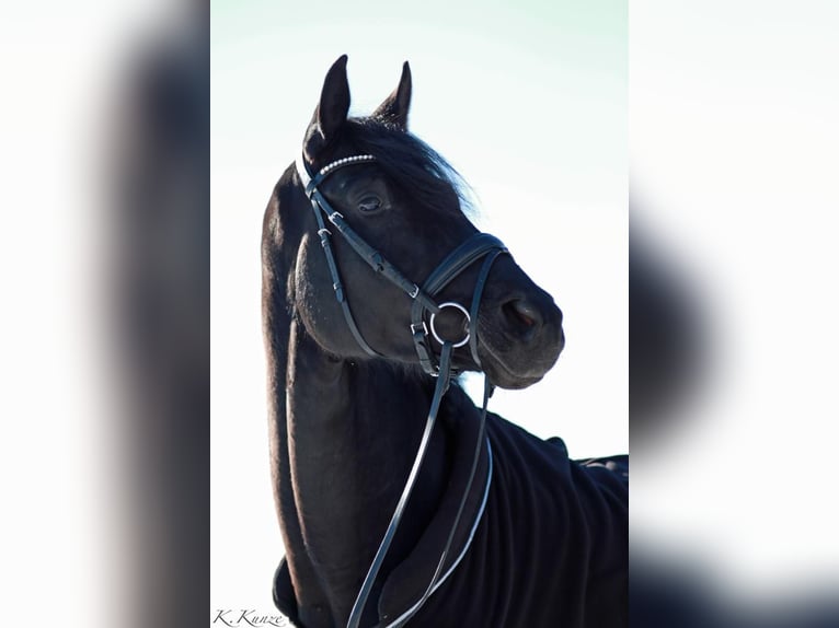 Sportivo Tedesco / Sportivo della Germania Giumenta 11 Anni 171 cm Morello in Nußloch