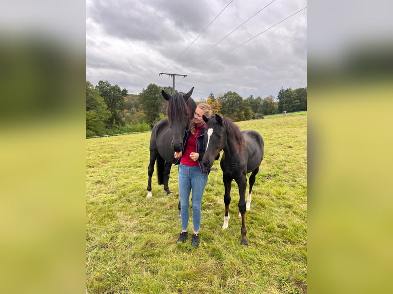 Sportivo Tedesco / Sportivo della Germania Giumenta 11 Anni 171 cm Morello in Nußloch