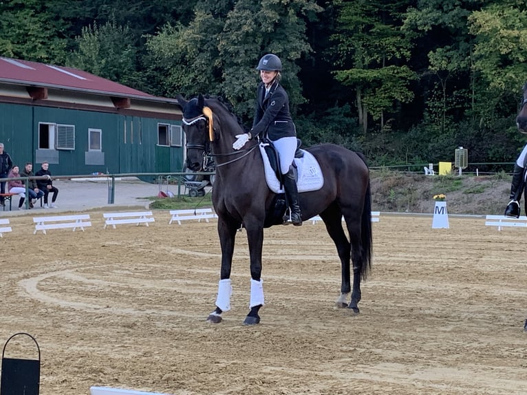 Sportivo Tedesco / Sportivo della Germania Giumenta 11 Anni 171 cm Morello in Nußloch
