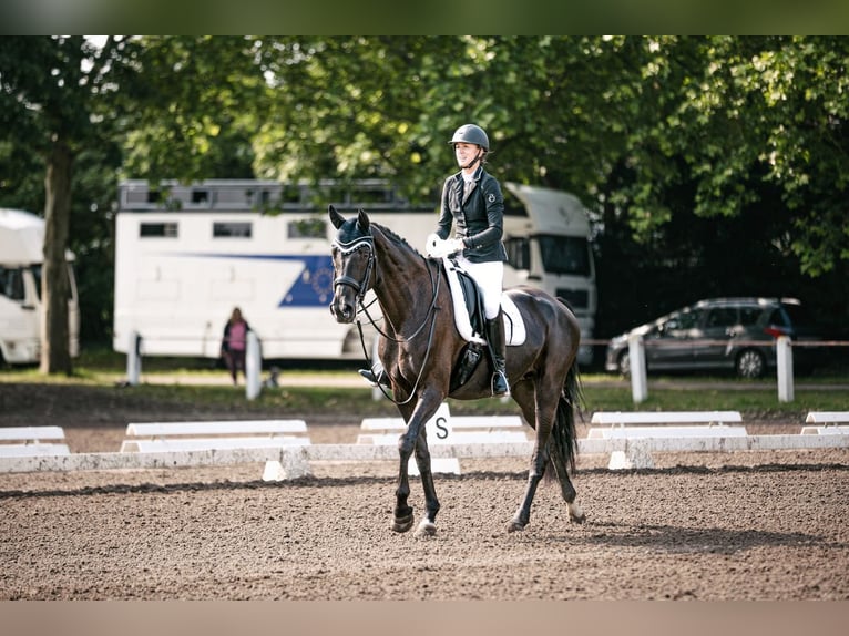 Sportivo Tedesco / Sportivo della Germania Giumenta 11 Anni 171 cm Morello in Nußloch