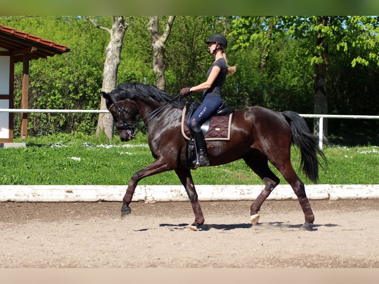 Sportivo Tedesco / Sportivo della Germania Giumenta 11 Anni 171 cm Morello in Nußloch