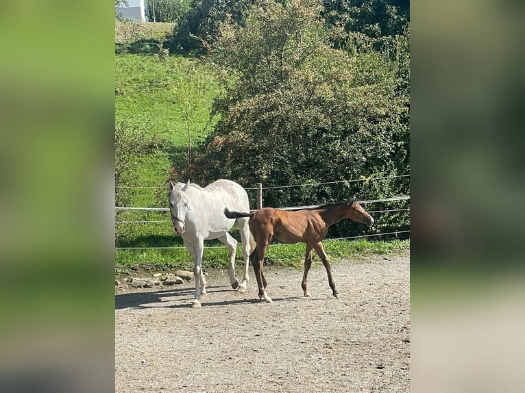 Sportivo Tedesco / Sportivo della Germania Giumenta 11 Anni 172 cm Grigio in Wangen im Allgäu