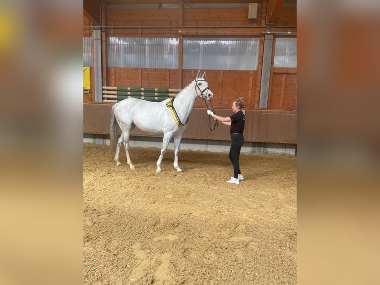 Sportivo Tedesco / Sportivo della Germania Giumenta 11 Anni 172 cm Grigio in Wangen im Allgäu