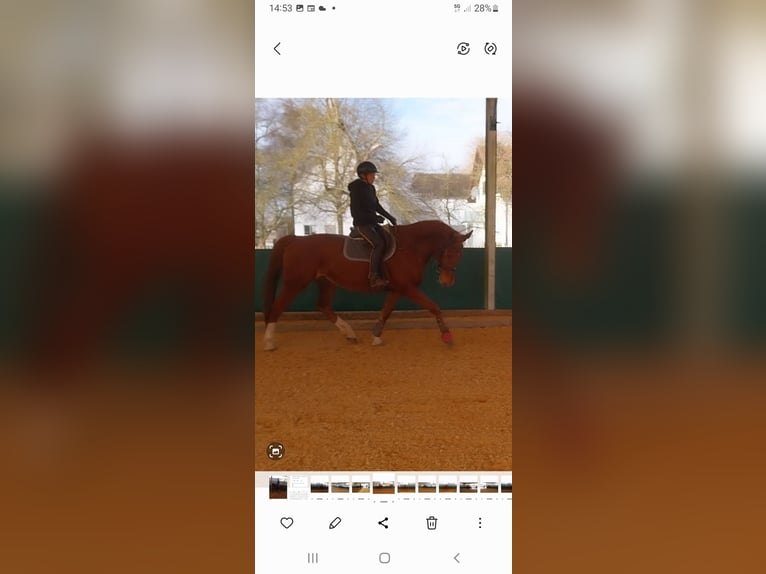 Sportivo Tedesco / Sportivo della Germania Giumenta 11 Anni 172 cm Sauro in Geisenfeld