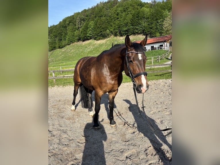 Sportivo Tedesco / Sportivo della Germania Giumenta 11 Anni 173 cm Baio in Melsdorf