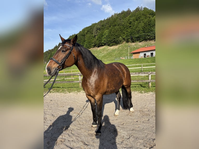 Sportivo Tedesco / Sportivo della Germania Giumenta 11 Anni 173 cm Baio in Melsdorf