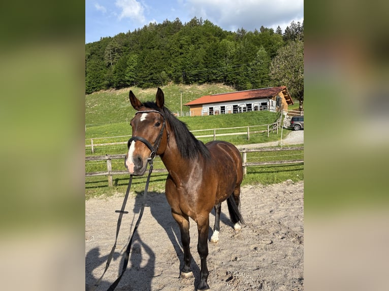 Sportivo Tedesco / Sportivo della Germania Giumenta 11 Anni 173 cm Baio in Melsdorf