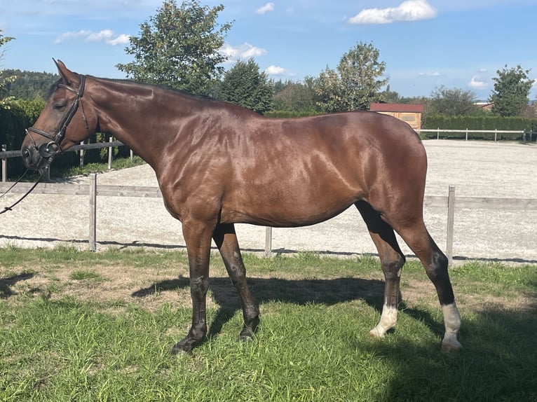 Sportivo Tedesco / Sportivo della Germania Giumenta 11 Anni 173 cm Baio in Petting