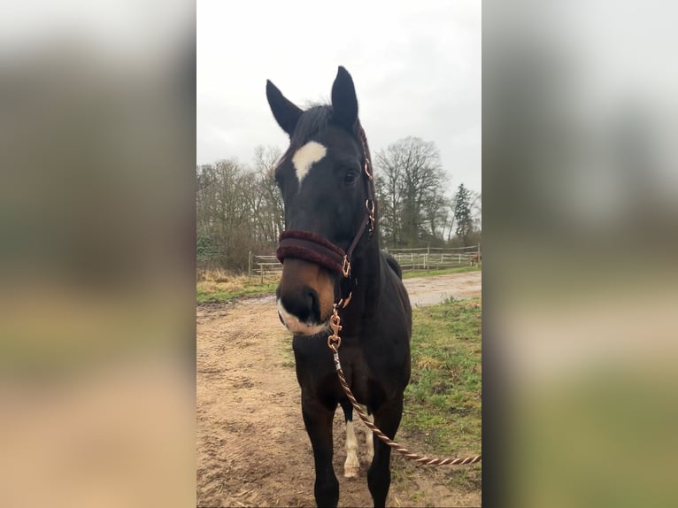 Sportivo Tedesco / Sportivo della Germania Giumenta 11 Anni 174 cm Baio scuro in Rochau