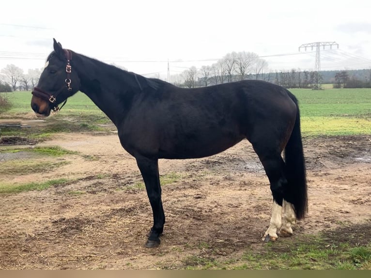 Sportivo Tedesco / Sportivo della Germania Giumenta 11 Anni 174 cm Baio scuro in Rochau