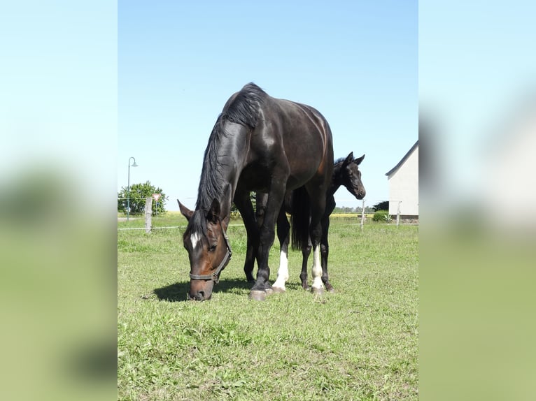Sportivo Tedesco / Sportivo della Germania Giumenta 11 Anni 174 cm Baio scuro in Rochau