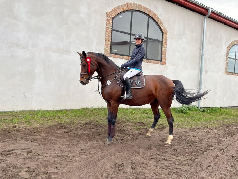 Sportivo Tedesco / Sportivo della Germania Giumenta 11 Anni 175 cm Baio in Luckau
