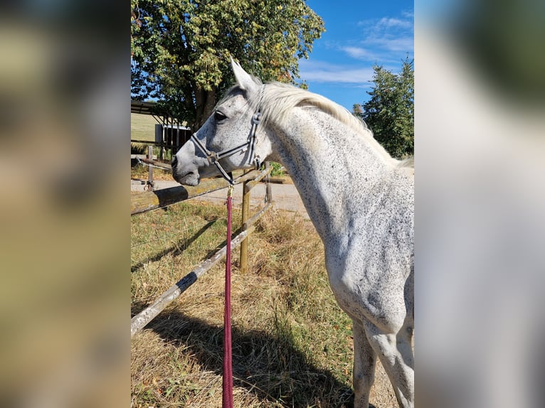 Sportivo Tedesco / Sportivo della Germania Giumenta 12 Anni 156 cm Grigio trotinato in Schelklingen
