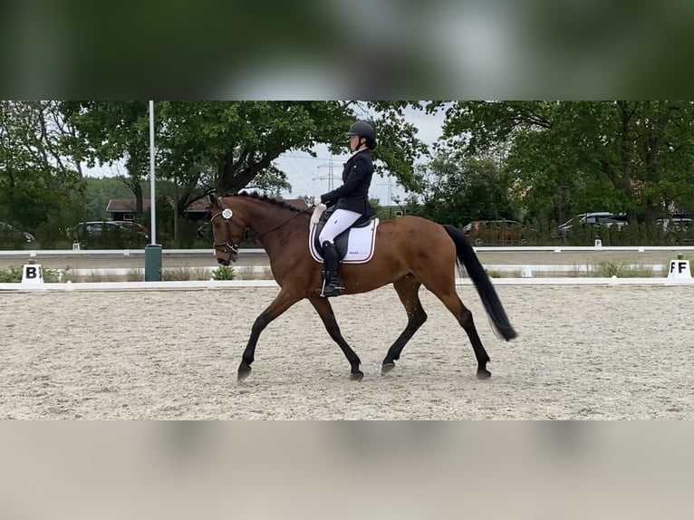 Sportivo Tedesco / Sportivo della Germania Giumenta 12 Anni 163 cm Baio in Berlin