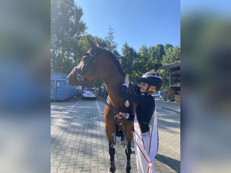 Sportivo Tedesco / Sportivo della Germania Giumenta 12 Anni 164 cm Baio scuro in Lindau (Bodensee)Lindau