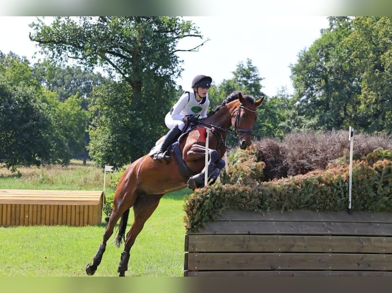 Sportivo Tedesco / Sportivo della Germania Giumenta 12 Anni 165 cm Baio in München