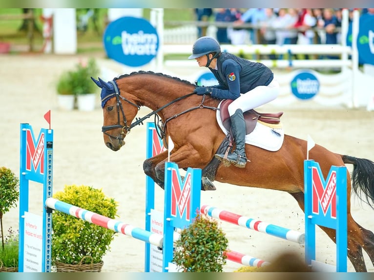 Sportivo Tedesco / Sportivo della Germania Giumenta 12 Anni 165 cm Baio in München