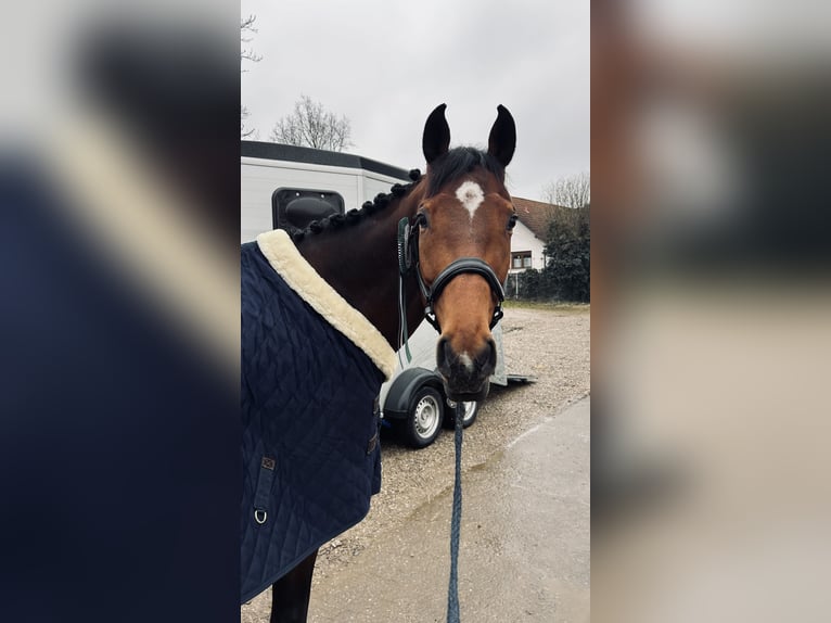 Sportivo Tedesco / Sportivo della Germania Giumenta 12 Anni 168 cm Baio scuro in Landsberg am Lech