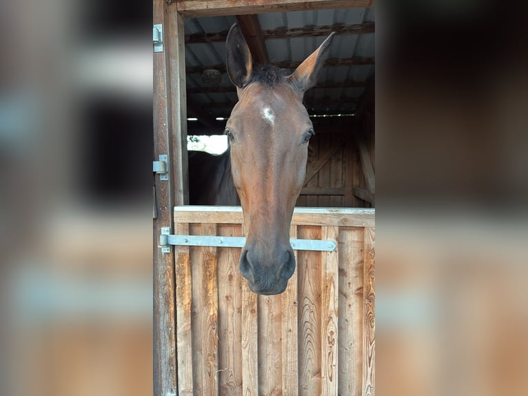 Sportivo Tedesco / Sportivo della Germania Giumenta 12 Anni 170 cm Baio in Hanau