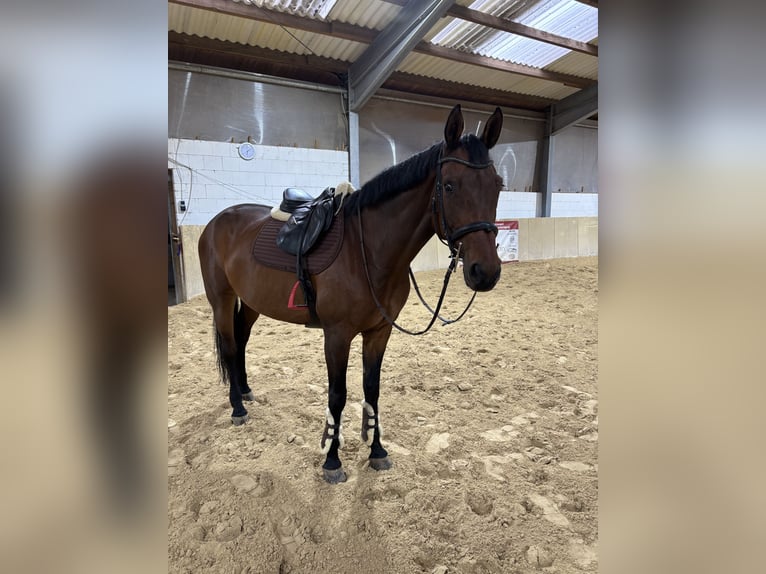 Sportivo Tedesco / Sportivo della Germania Giumenta 12 Anni 172 cm Baio in Schnaittach