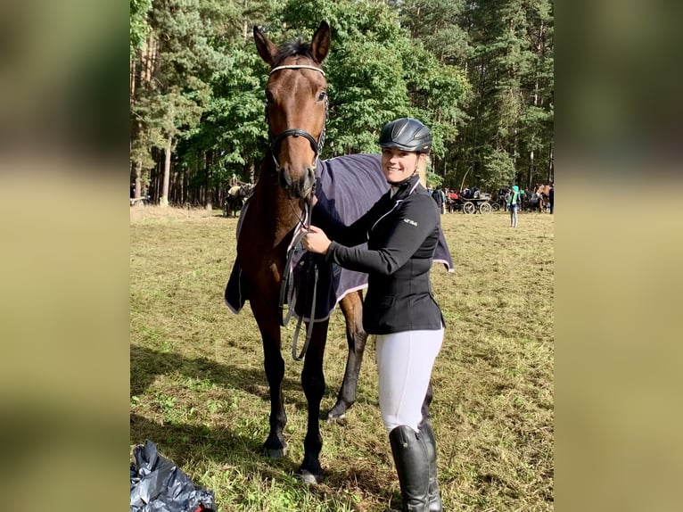 Sportivo Tedesco / Sportivo della Germania Giumenta 12 Anni 173 cm Baio in Kalbe