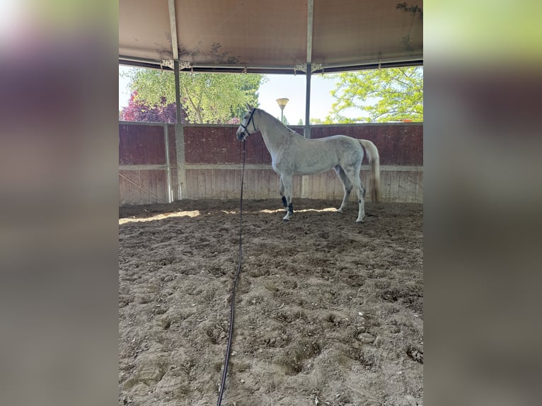 Sportivo Tedesco / Sportivo della Germania Giumenta 12 Anni 175 cm Grigio in Roma