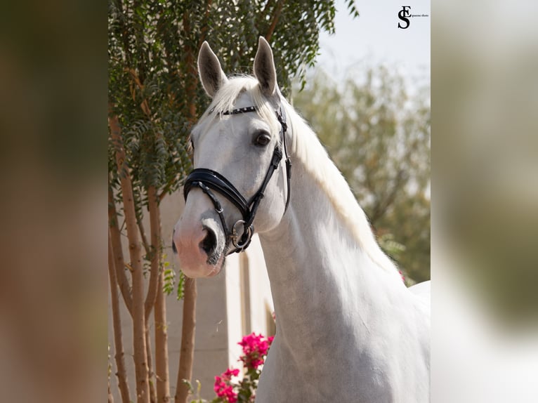 Sportivo Tedesco / Sportivo della Germania Giumenta 13 Anni 163 cm Bianco in Dubai