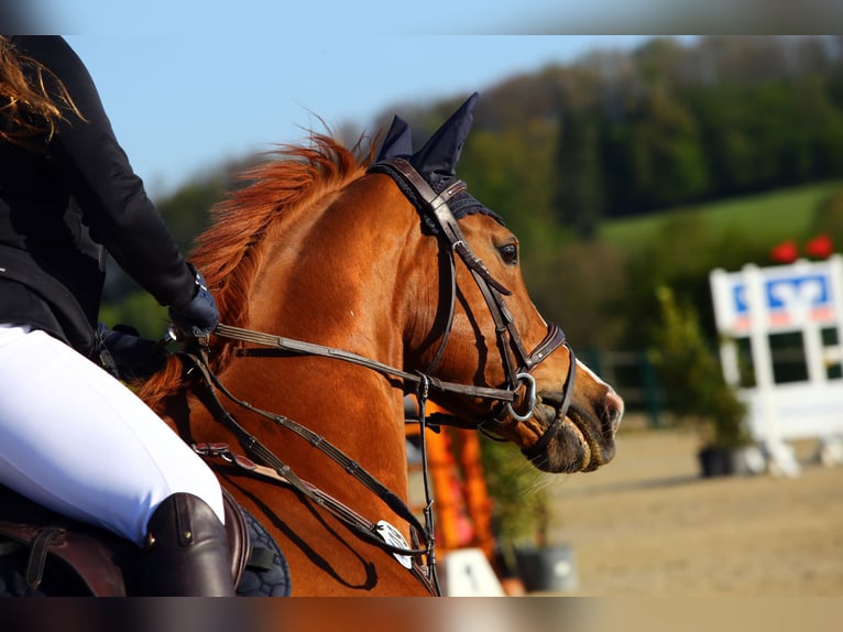 Sportivo Tedesco / Sportivo della Germania Giumenta 13 Anni 168 cm Sauro in Köln