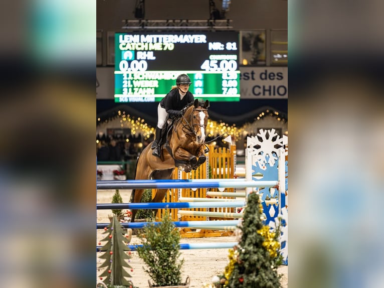 Sportivo Tedesco / Sportivo della Germania Giumenta 13 Anni 169 cm Baio in Aachen