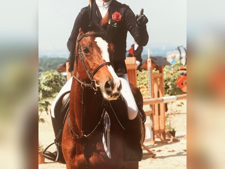 Sportivo Tedesco / Sportivo della Germania Giumenta 13 Anni 169 cm Baio in Aachen