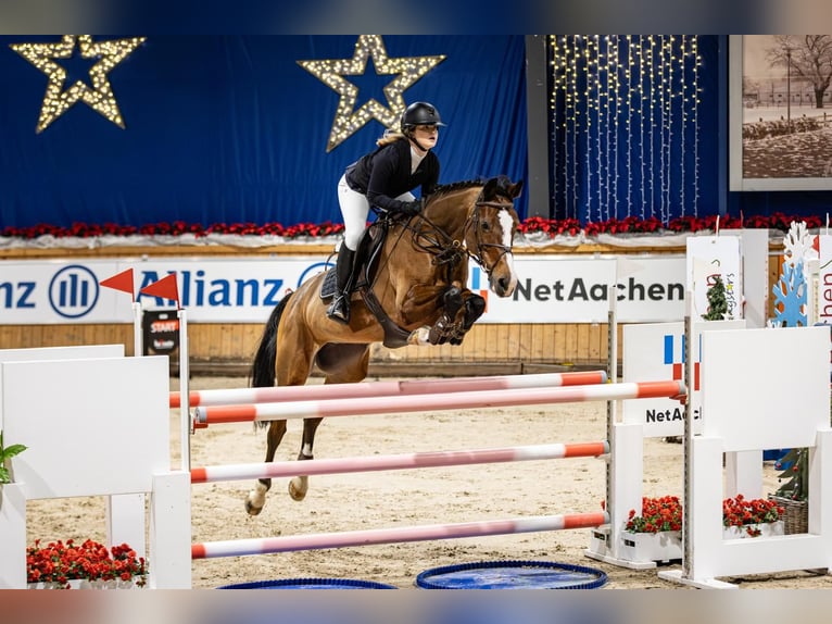 Sportivo Tedesco / Sportivo della Germania Giumenta 13 Anni 169 cm Baio in Aachen