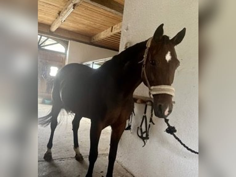 Sportivo Tedesco / Sportivo della Germania Giumenta 13 Anni 169 cm Baio scuro in Viechtwang
